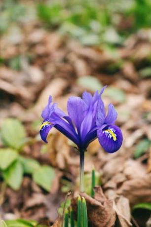 frumoasa floare de iris pitic iris reticulata primavara