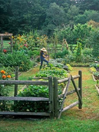 Bitki, Bahçe, Çalı, Doğadaki insanlar, Botanik, Çiftlik, Plantasyon, Yer Örtüsü, Arka Bahçe, Botanik bahçesi, 