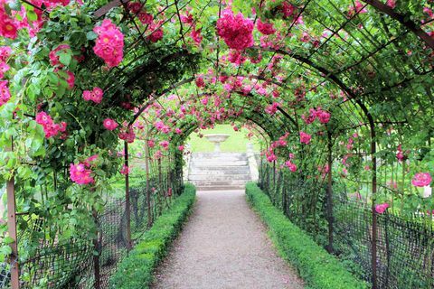 Okrasná růžová zahrada