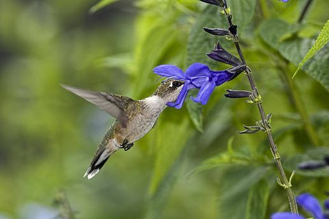 Rubin-throated Kolibri, der sich von Salvia Guaratica ernährt