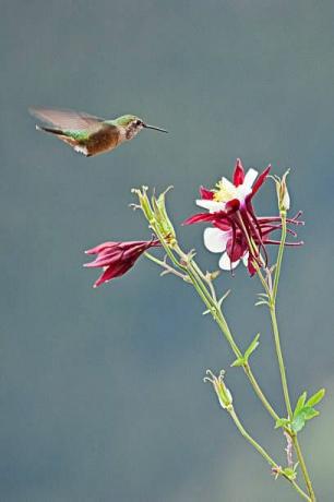 rubīna rīkles kolibri mātīte lidinās netālu no kolumbīnas zieda Kolorado