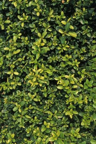 Buxus sempervirens 'Kingsville Dwarf', šķirne ar zaļām līdz dzeltenām lapām