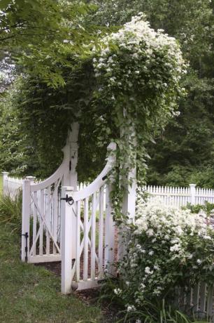Бяло, дърво, растение, ограда, ботаника, трева, пролет, цвете, храст, къща, 