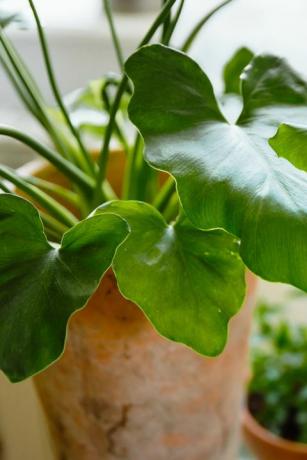 népszerű szobanövények a philodendron shangri la zöld levelei
