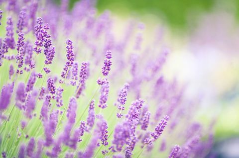 Paars, Lavendel, Violet, Bloeiende plant, Lavendel, Wildflower, Kruidachtige plant, Eenjarige plant, Prairie, Subshrub, 