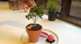 Spotový dezertný bar robí jedlú rastlinu, roztavený lávový koláč Matcha