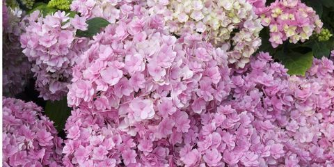 Blütenblatt, Blume, Rosa, Lila, Violett, Lavendel, Bodendecker, Blütenpflanze, Flieder, Frühling, 