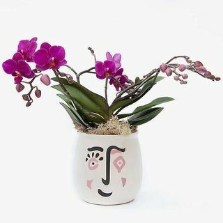 Orquídea Kolibri com vaso de cerâmica