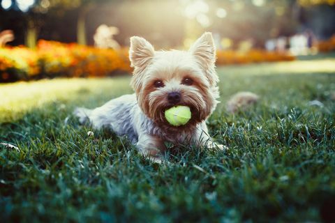 Hermoso yorkshire terrier jugando con una pelota sobre un césped
