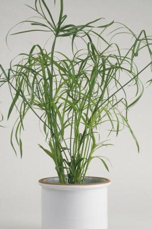 Cyperus alternifolius 'Gracilis' (planta guarda-chuva) em vaso de cerâmica branca