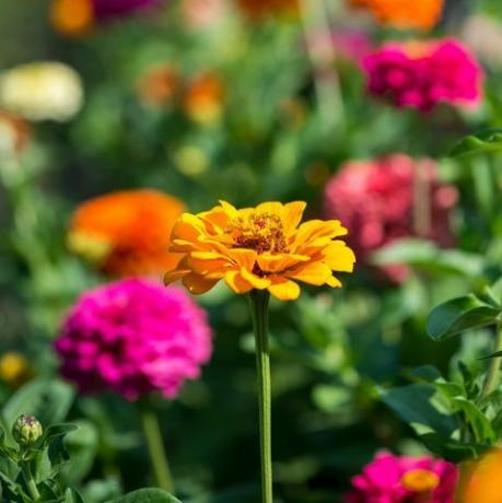 floare, petală, plantă, galben, planta cu flori, cosmos de grădină, zinnia, botanică, primăvară, plantă anuală,