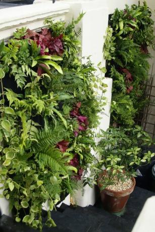La fioriera da parete Woolly Pocket Living di Garden House Design rende la tua coltivazione ancora più semplice.