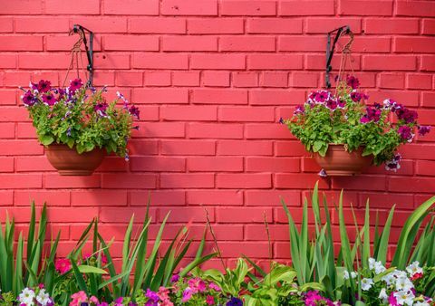 ყვავილები ვარდისფერი კედლის წინააღმდეგ - ჩამოკიდებული კალათები