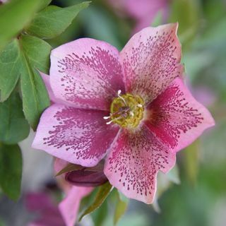 Helleborus × hybridus Harvington rózsaszín foltos