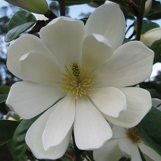 Magnolia 'Wróżka Krem'