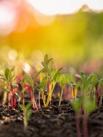 Las plántulas de hortalizas frescas de acelgas verdes, amarillas y rojas que acaban de germinar en el suelo se elevan lentamente por encima del suelo con una profundidad de campo muy baja.