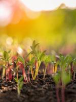 Cresci da solo: 5 miti comuni del giardinaggio sfatati