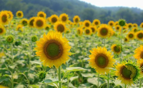 Das kilometerlange Sonnenblumenfeld von biltmore Estate steht jetzt in voller Blüte