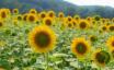 Das kilometerlange Sonnenblumenfeld von Biltmore Estate steht in voller Blüte