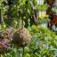 RHS Hampton Court: Besichtigen Sie den essbaren Kleingarten von @SheGrowsVeg