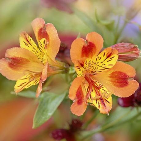 tuvplāna attēls ar skaistiem, košiem oranžiem Alstroemeria ziediem, ko parasti dēvē par Peru liliju vai liliju