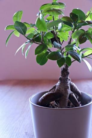 ficus ginseng, albero di bonsai