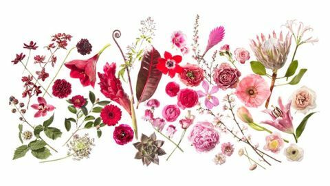 Kronblad, organisme, blomst, magenta, botanik, blomstrende plante, kunst, pedicel, illustrationer, 