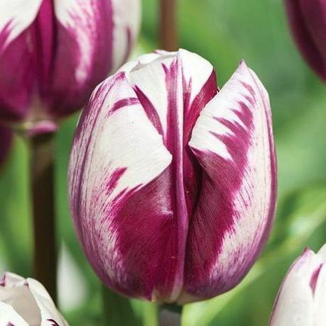 Tulipe 'Blueberry Ripple'