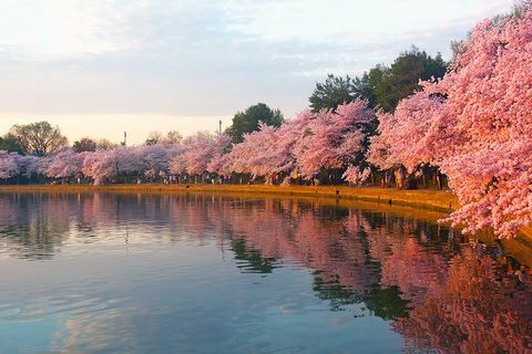 ワシントンD.C.のタイダルベイスン周辺に咲く桜