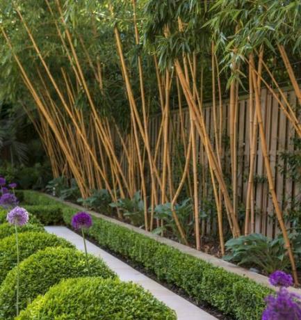 kuidas bambusest kõrgeks bambust kasvatada
