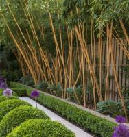 Kaip auginti bambuką