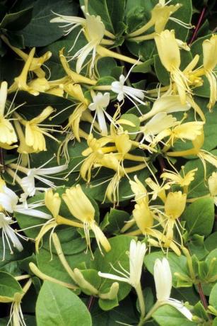 Lonicera japonica 'Halliana', japoniškas sausmedis, baltos ir geltonos kvapnios gėlės