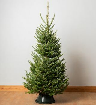 7フィートプレミアムカットリアルクリスマスツリー| フラセリーモミ