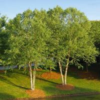 Disse trærne kan øke eiendomsverdien din med tusenvis