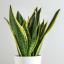10 комнатных растений, любящих влагу, которые прекрасно подойдут для вашей ванной комнаты