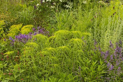 สวน rhs เพื่ออนาคตสีเขียว ออกแบบโดย เจมี บัตเตอร์เวิร์ธ แฮมป์ตัน คอร์ต พระราชวัง การ์เดน เฟสติวัล 2021