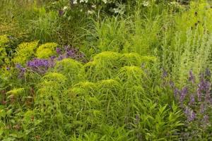RHS Хэмптон: как британские сады могут выглядеть в будущем