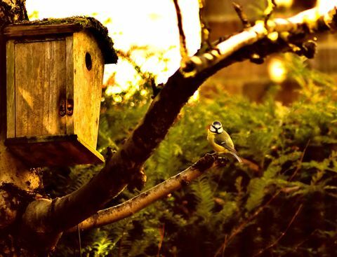 Sidovy av fågel som sitter på gren bredvid djurboet