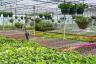 Koronavīrusa dārzkopības krīze, 200 miljonu sterliņu mārciņu augu