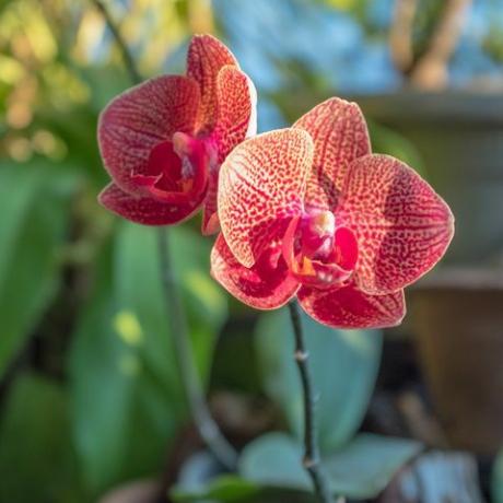 orquídea phalaenopsis ao pôr do sol