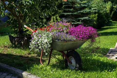 बगीचे में सुंदर फूलों के साथ व्हीलबारो खड़ा है