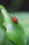 Градинарите са призовани да помогнат на бръмбарите