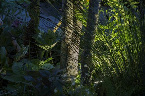 Čelsijas ziedu šovs - Keitas Midltones atgriešanās dabas dārzā vakarā, Philips apgaismojums