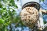 Wespenbefall-Boom für diesen Sommer erwartet, warnen die Experten