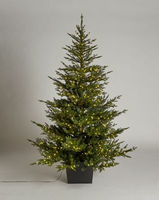 Претходно осветљено божићно дрвце у Цотсволду у саксији, 7 стопа