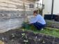 Neues Blumenprojekt sieht Briten, die Blumen für ältere Nachbarn anbauen