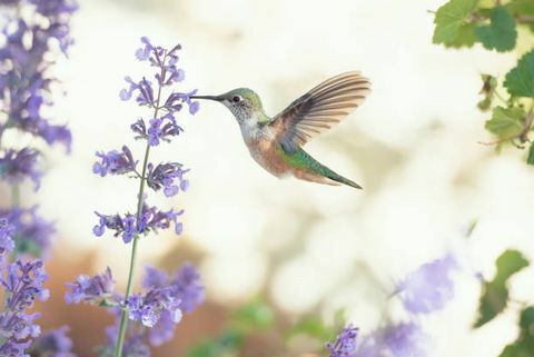 firkantet billede af en kolibri, der fodrer med lilla blomster