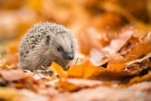 Hedgehog Hotspots i London avslørt