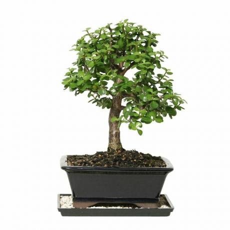 Trpasličí jadeitový bonsajový strom