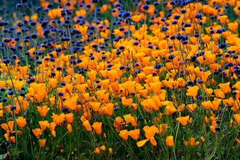 Super květ vlčích máků v Kalifornii